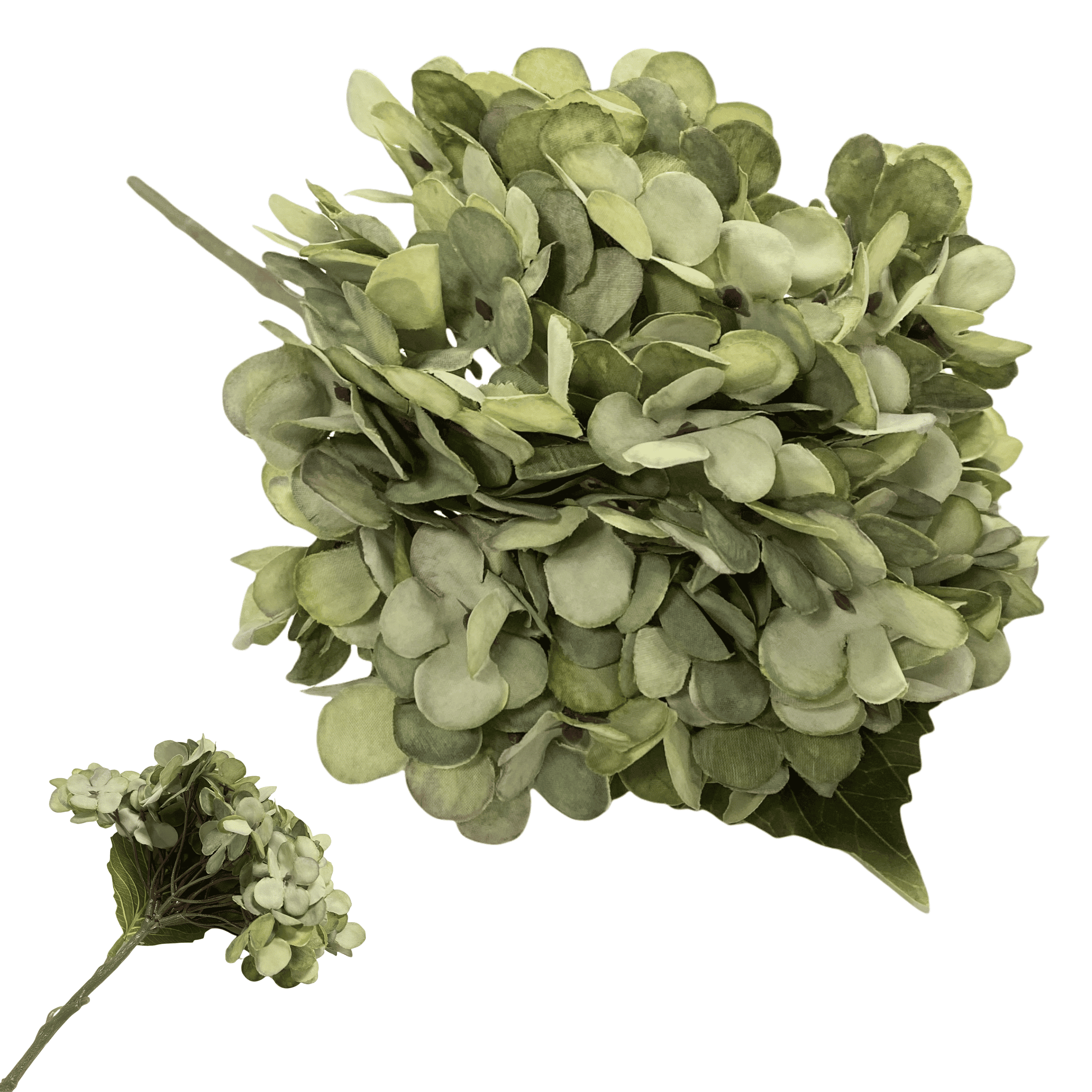 Hortensia 2019 verde 