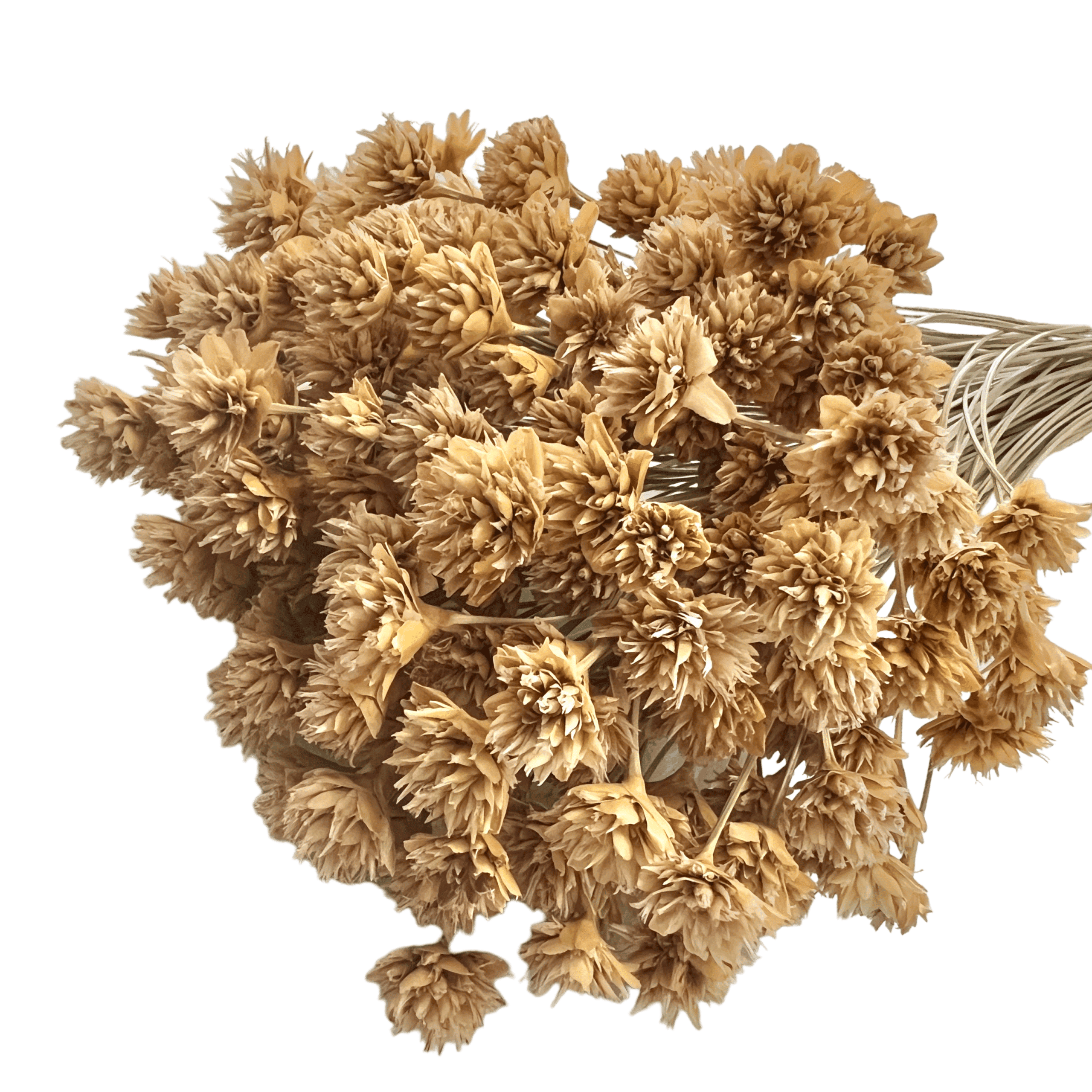 HILL FLOWER PRESERVADO NATURAL