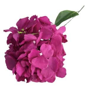 HORTENSIA BOUGAINVILLÉE XXL