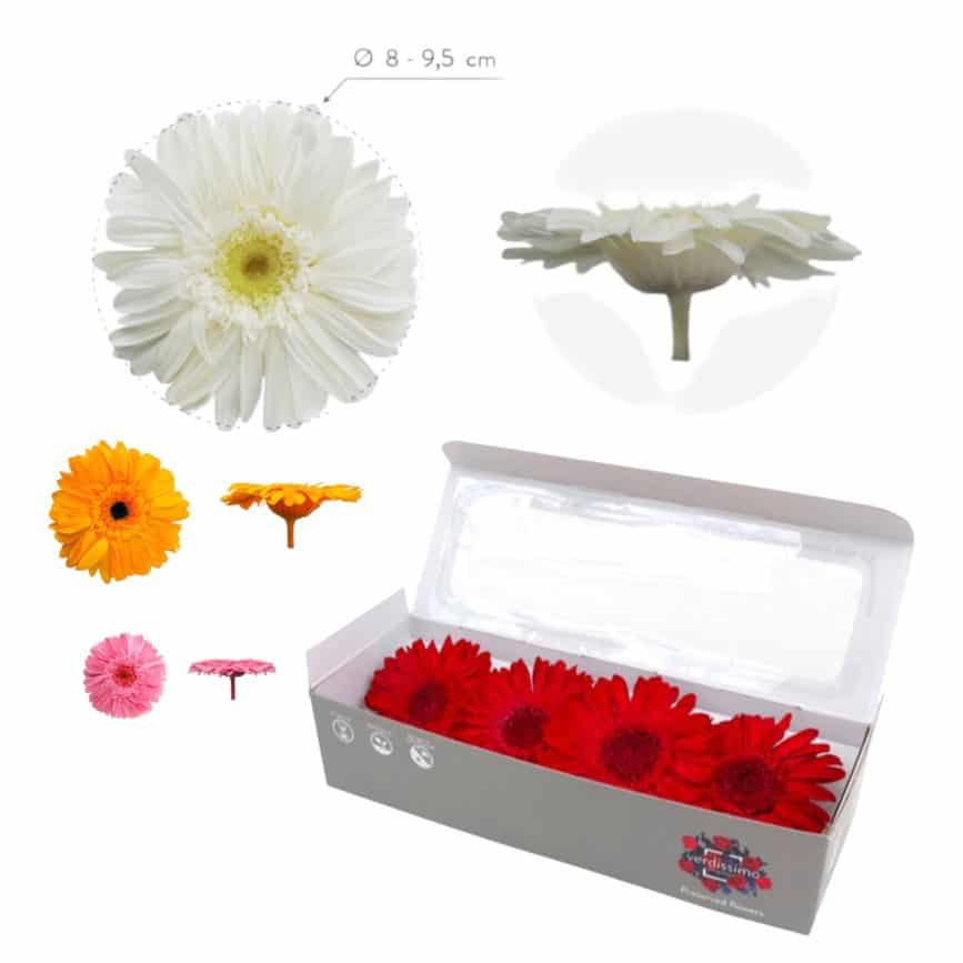 GERBERA PRESERVADA PORTADA
