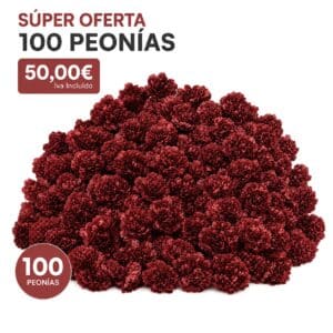 liquidaciÓn de 100 peonÍas rojas portada
